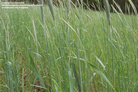 50LB Abruzzi Rye Grain Seed