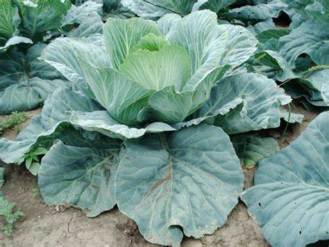 All Season Cabbage Seeds
