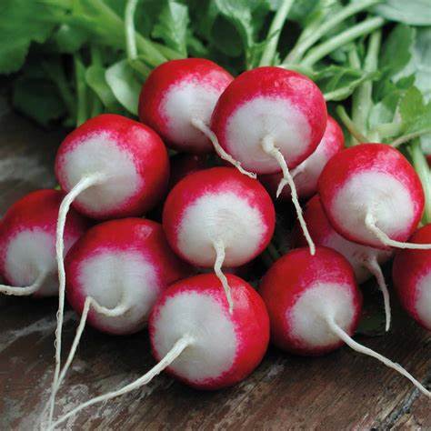 Sparkler Radish Seeds
