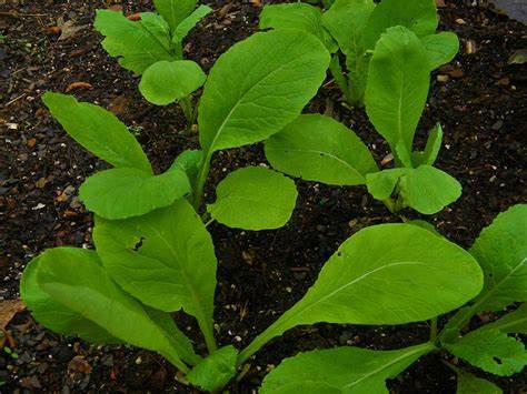 Tendergreen Mustard Seeds