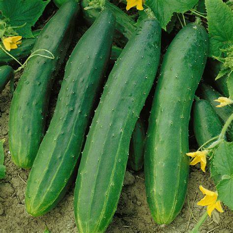 Straight Eight Cucumber Seeds