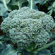 Waltham Broccoli Seeds