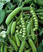 Early Alaska Bush Pea Seeds