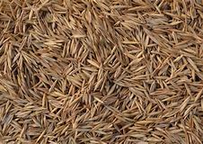 CREEPING RED FESCUE SEED 5 lbs