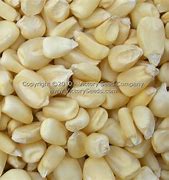 Moseby's Prolific Corn Seeds