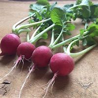 Cherry Belle Radish Seeds