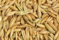 WHOLE OAT GROATS 50 lbs