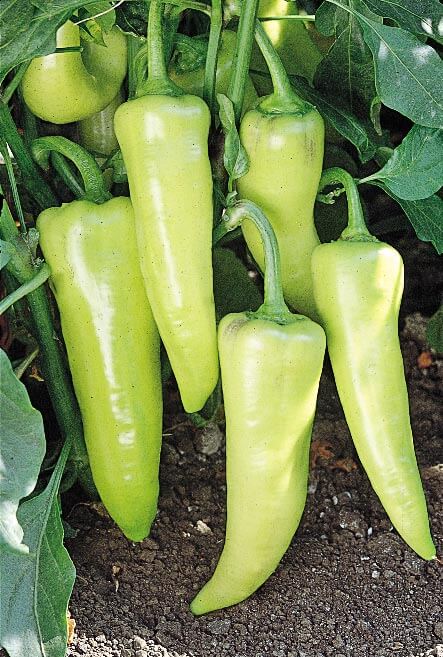 Sweet Banana Pepper Seeds
