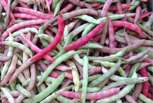 Pink 1/2 Runner Bean
