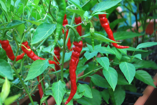 Long Slim Cayenne Pepper Seeds