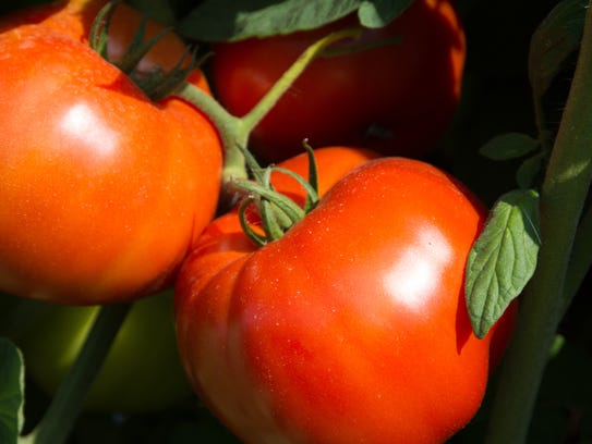 Rutgers Tomato Seeds