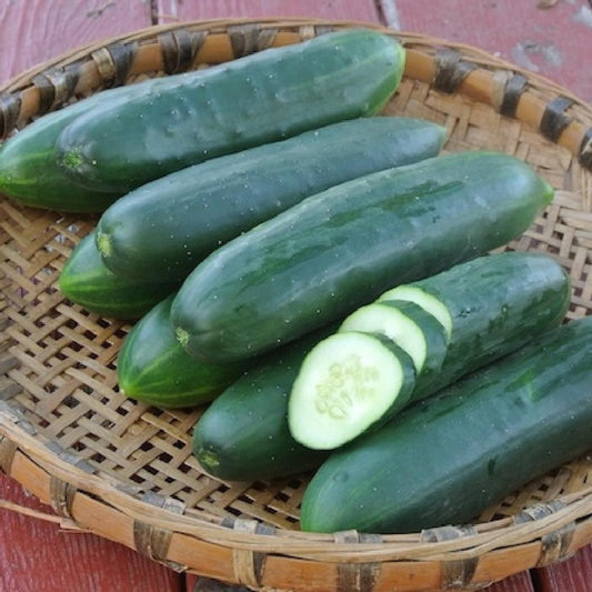 Poinsett Cucumber Seeds