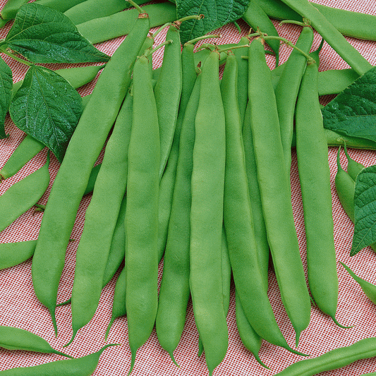 MCCASLAN POLE BEAN SEED