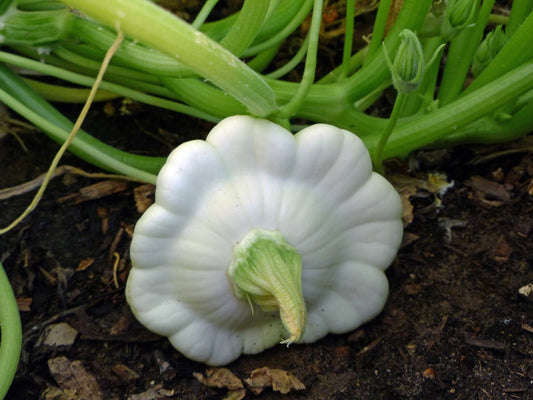 White Bush Scallop Squash Seeds
