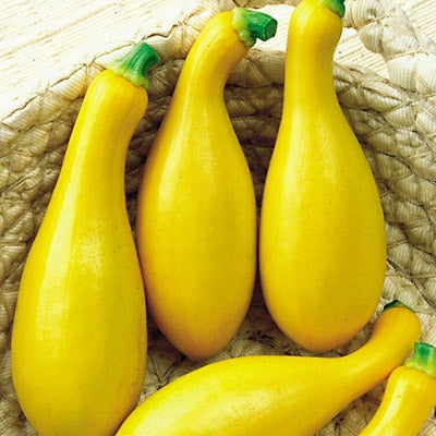 Dixie Hybrid Squash Seeds