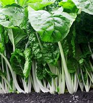 Fordhook Swiss Chard Seeds