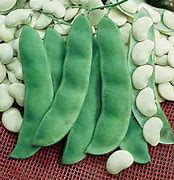 King of the Garden Pole Lima Bean Seed