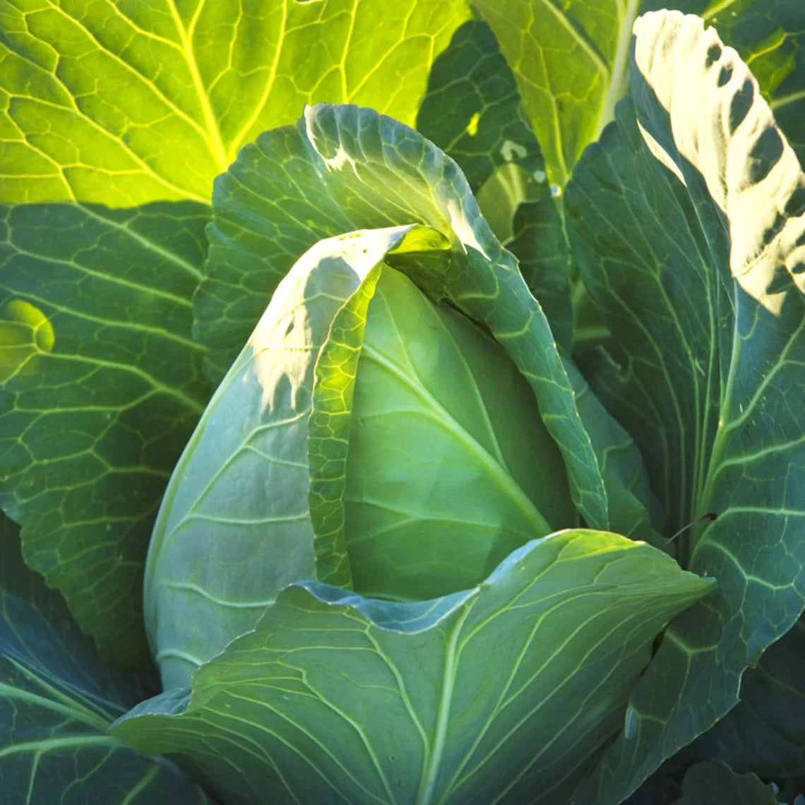 Early Jersey Cabbage Seeds