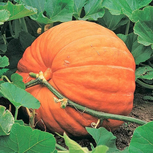 Mammoth Gold Pumpkin Seeds