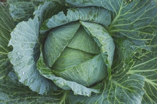 Late Flat Dutch Cabbage Seeds