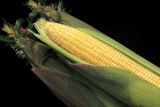 Kandy Sweet Corn Seeds