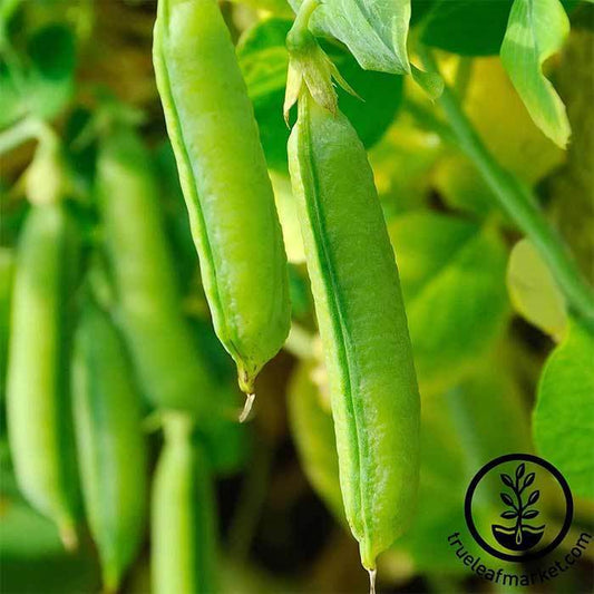 Sugar Snap Pea Seeds