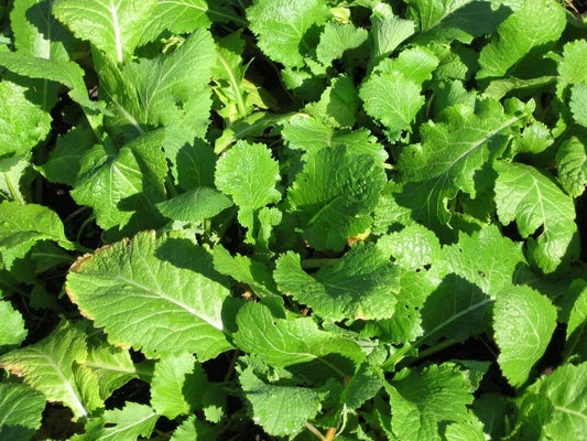 Seven Top Turnip Seeds