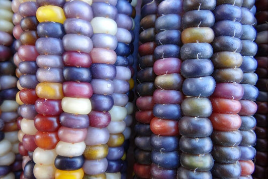 Indian Corn Seeds