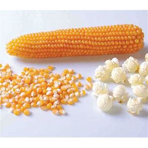 South American Popcorn Seeds